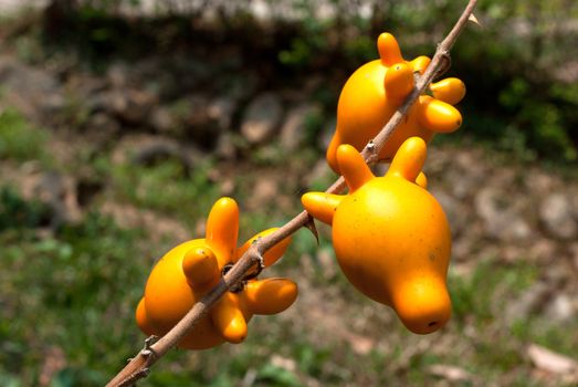 Nipple fruit on tree