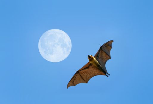 Flying fox on blue sky