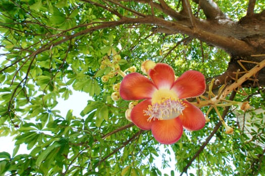 Cannonball flower from the tree