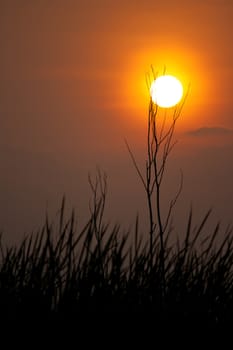 silhouette tree and sunset time