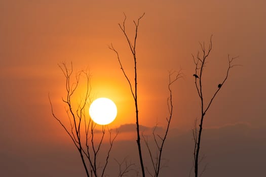 tree, bird and sunset