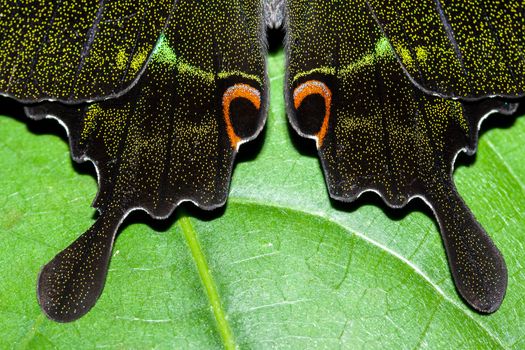 closeup butterfly wing