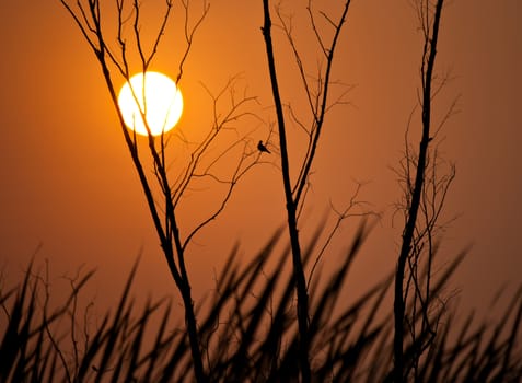 tree, bird and sunset time