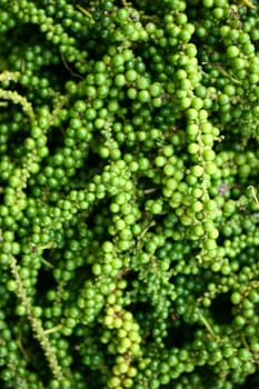 Green Peppercorns (Piper nigrum), close-up