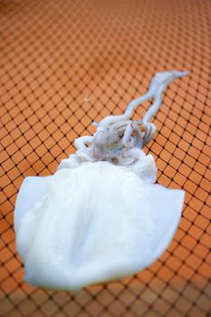 Squid lay on net, Dried Squid