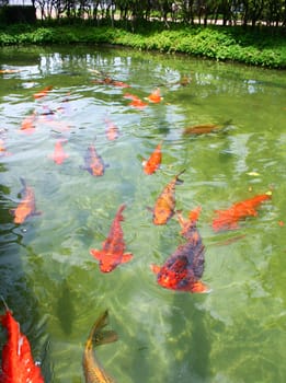 Japanese variegated carps swimming in garden pond