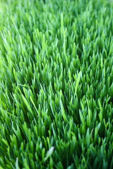 Fresh Spring Green grass vertical eco macro background