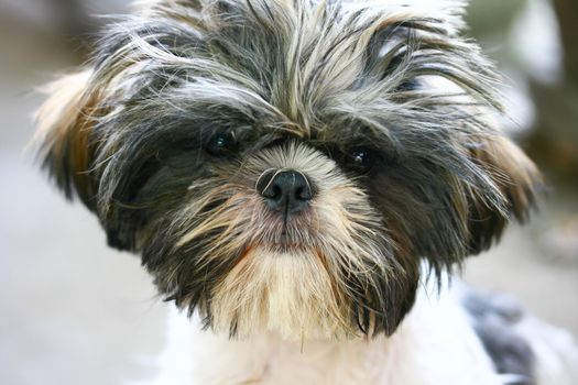 Close-up portrait of a smiling havanese puppy dog