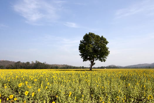 Tree and sunflower fields