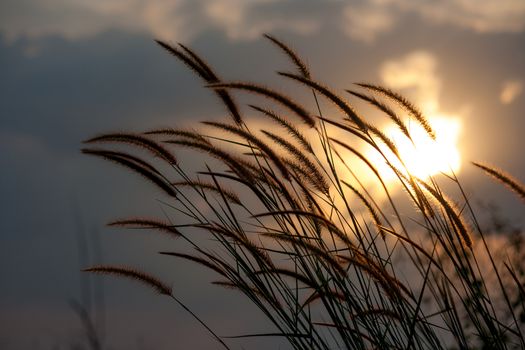 Pennisetum flower in late afternoon sunlight