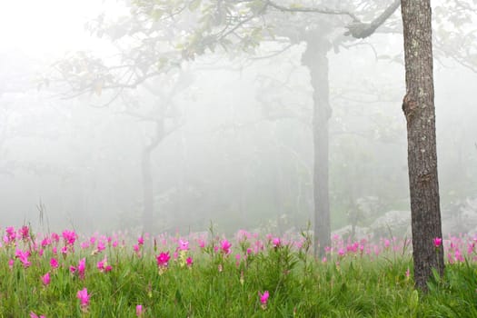 Siam Tulips Flowers in fog
