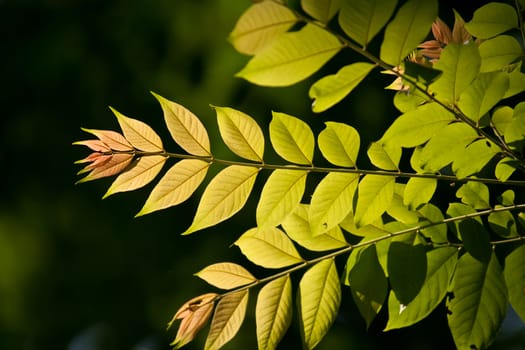 fresh and green leaves