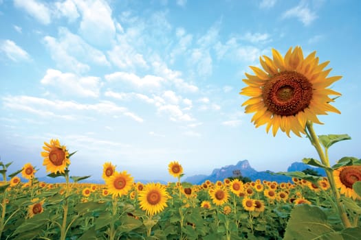 Sunflower field in Thailand.