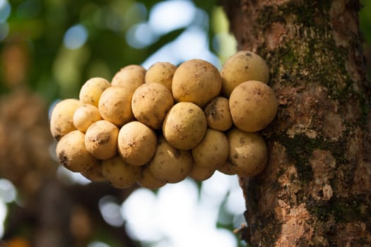 Wollongong delicius fruit Thailand