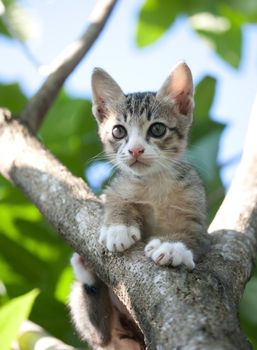 Pretty cat adorable kitten on tree