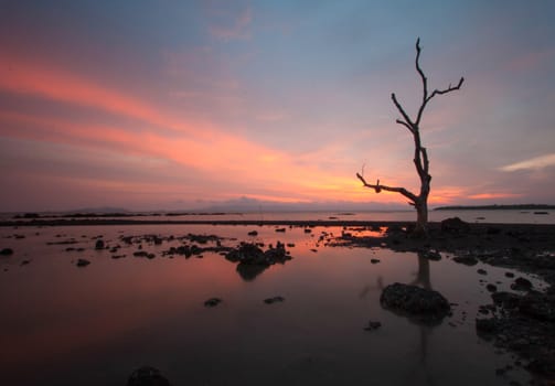 Silhouetted tree with colorful clouds sky at sunset.