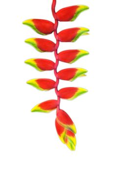 red heloconia flower isolated on white