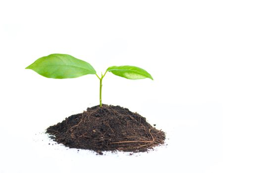 Small plant on pile of soil