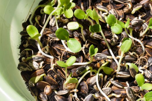 Sunflower plant sprouts germinating in soil