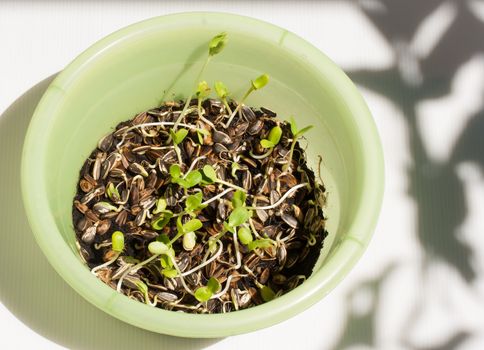 Sunflower plant sprouts germinating in soil