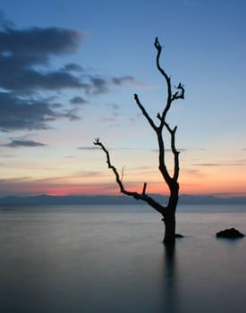 Silhouetted tree with colorful clouds sky at sunset.