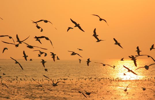 Flying birds against orange sunset.