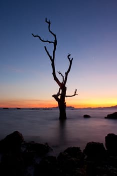 Silhouetted tree with colorful clouds sky at sunset.