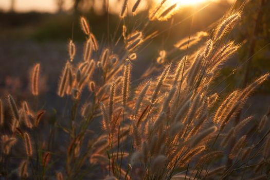 Pennisetum flower in warm sunset