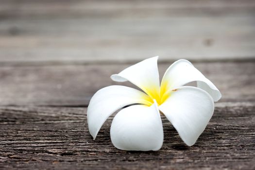 Tropical flowers frangipani on wood