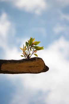 young plant growing on tree stump on blue sky