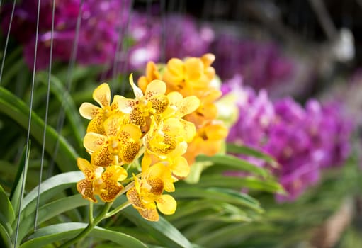Beautiful yellow orchid flowers closeup