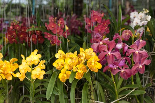 Beautiful yellow orchid flowers closeup