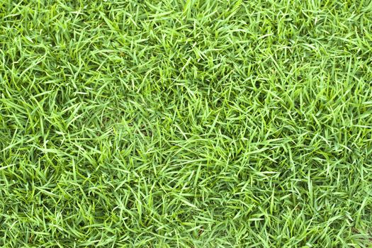 Green grass seamless texture