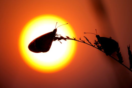 butterflies and grass at sunset