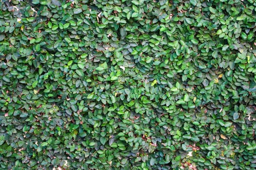 Green leaves texture wall background
