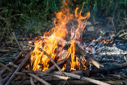 firewood and flame. Closeup.