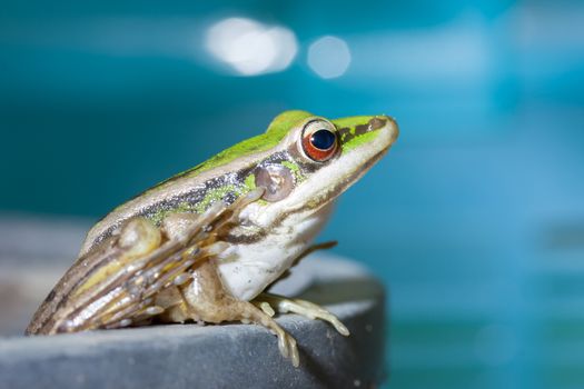 a red eyed tree frog