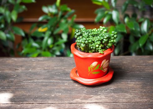 Trees in red pots