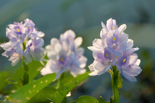 Water hyacinth flower in a close-up image
