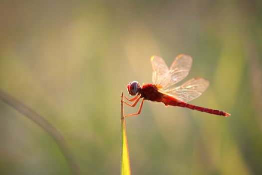 A red dragonfly at rest