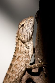 lizards in Asia Live in the tree.