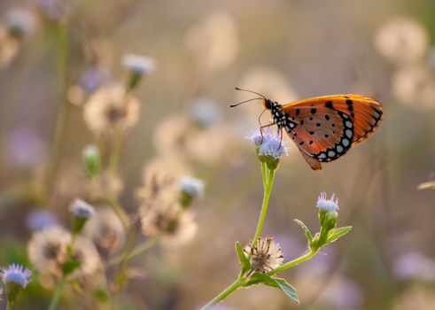 Butterfly feeding on cosmos flower,vintage background