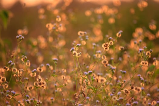 Wild flowers in sunset time