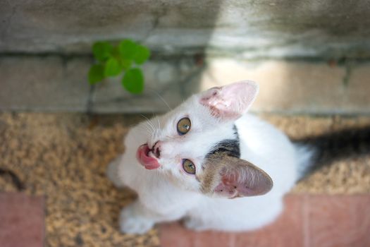 White adorable Cats Tongue