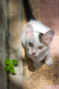 White adorable Cats in sunlight