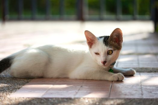 Pretty cat in sunlight