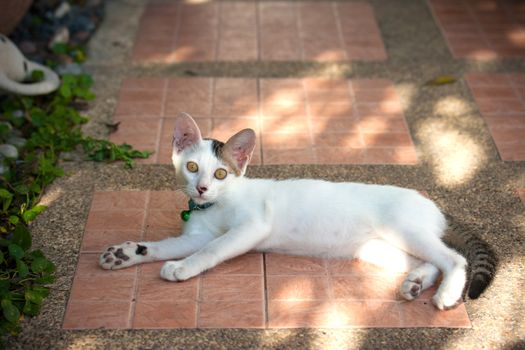 Pretty cat in sunlight