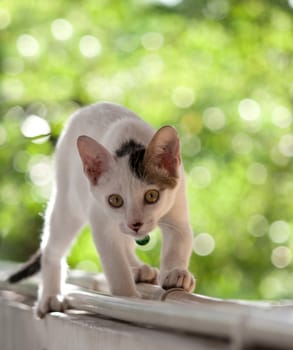 cat on green background