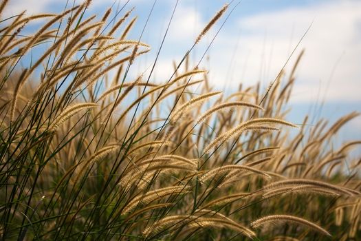 Pennisetum flower in blue sky