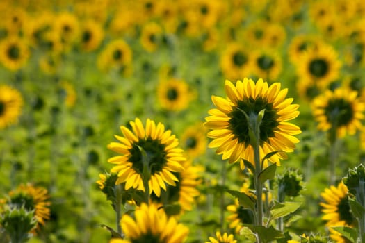 back of sunflowers field